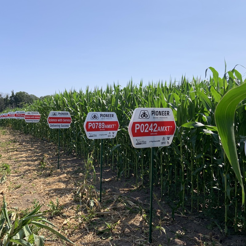 RSG test plot